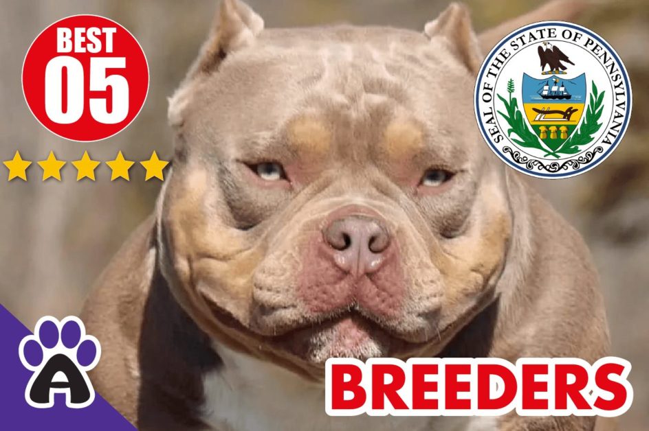 5 Best Reviewed American Bully Breeders In Pennsylvania-2023 | American Bully Puppies For Sale in PA
