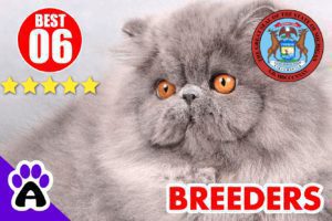 Best 6 Persian Breeders In Michigan-2024 | Persian Kittens For Sale In MI