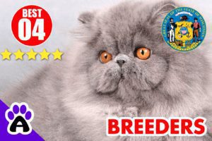 Best 4 Persian Breeders In Wisconsin-2023 | Persian Kittens For Sale In WI