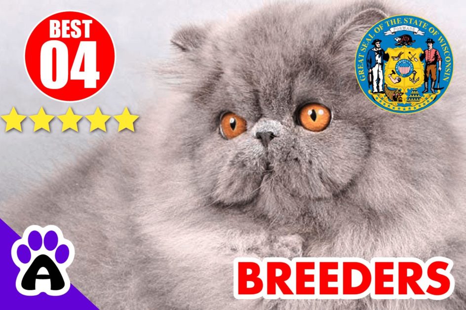 Best 4 Persian Breeders In Wisconsin-2024 | Persian Kittens For Sale In WI