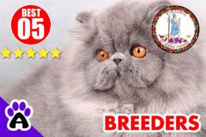 Best 5 Persian Breeders In Virginia-2023 | Persian Kittens For Sale In VA