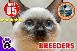 Best Reviewed Siamese Breeders In Florida 2022 | Siamese Kittens For Sale in FL