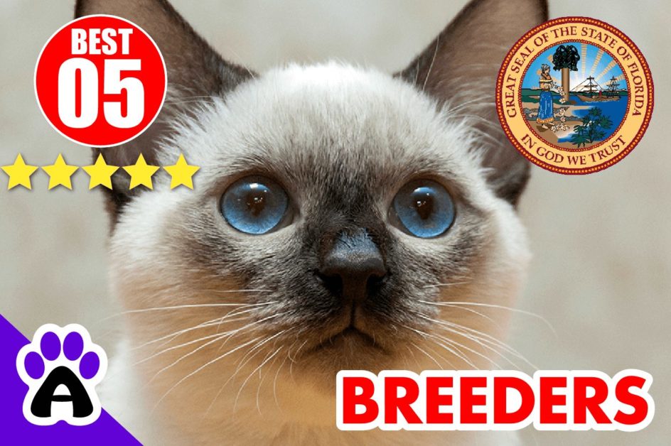 Best Reviewed Siamese Breeders In Florida-2023 | Siamese Kittens For Sale in FL