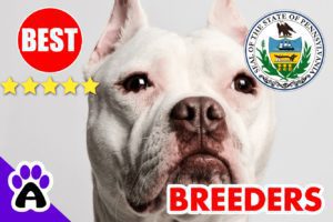 Best Pitbull Breeders In Pennsylvania 2022 | Pitbull Puppies For Sale PA