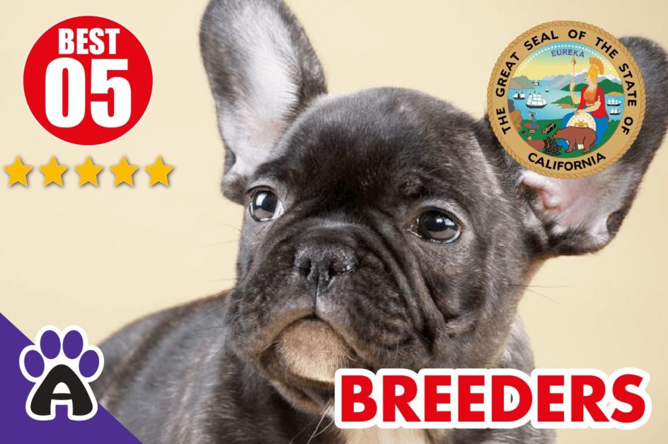 Best 5 Reviewed French Bulldog Breeders In California 2021 | French Bulldog Puppies For Sale in CA