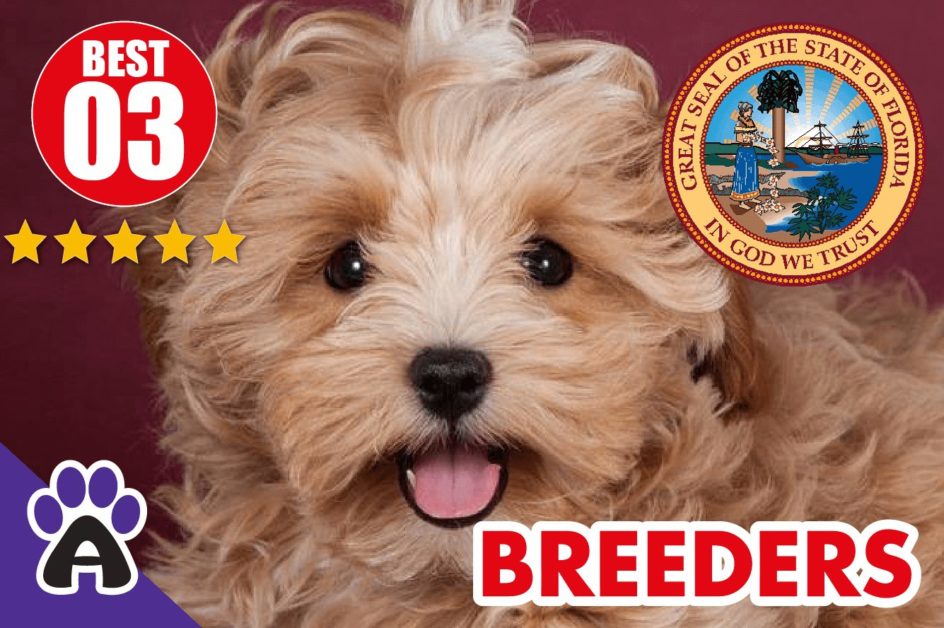 3 Best Reviewed Morkie Breeders In Florida 2021 | Morkie Puppies For Sale in FL