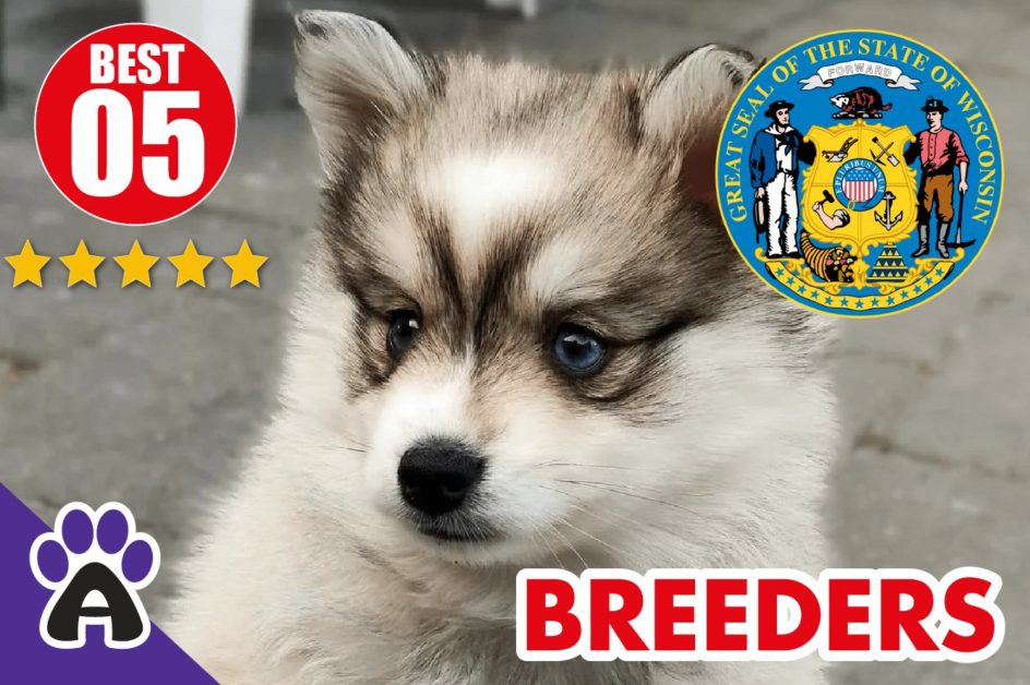 Best 5 Reviewed Pomsky Breeders In Wisconsin 2022 | Pomsky Puppies For Sale in WI