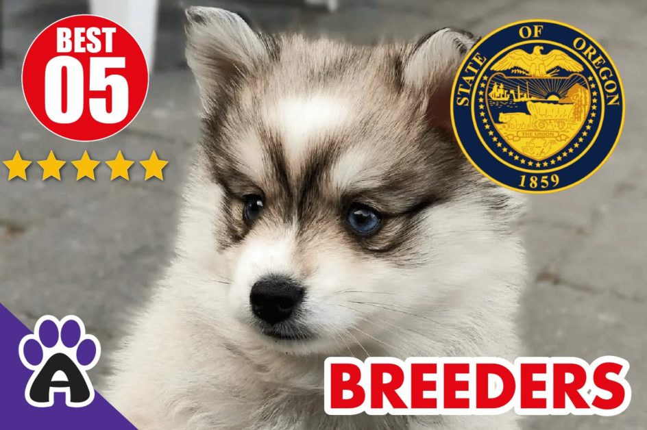Best 5 Reviewed Pomsky Breeders In Oregon 2022 | Pomsky Puppies For Sale in OR