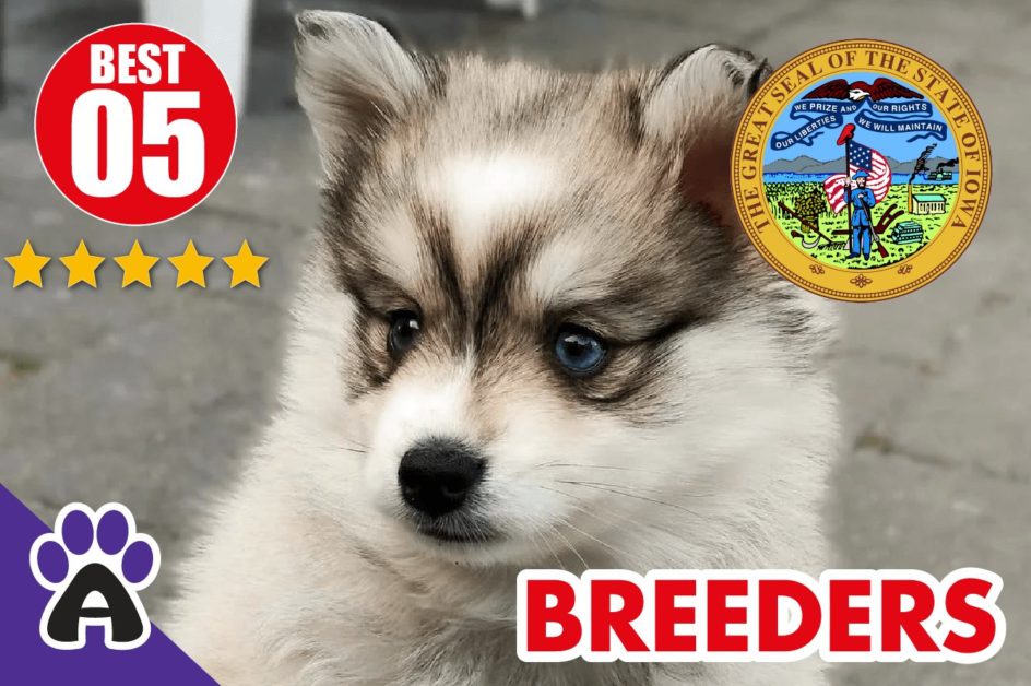 Best 5 Reviewed Pomsky Breeders In Iowa-2024 | Pomsky Puppies For Sale in IA