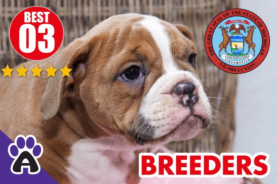 Best 3 Reviewed American Bulldog Breeders In Michigan-2024 | American Bulldog Puppies For Sale in MI