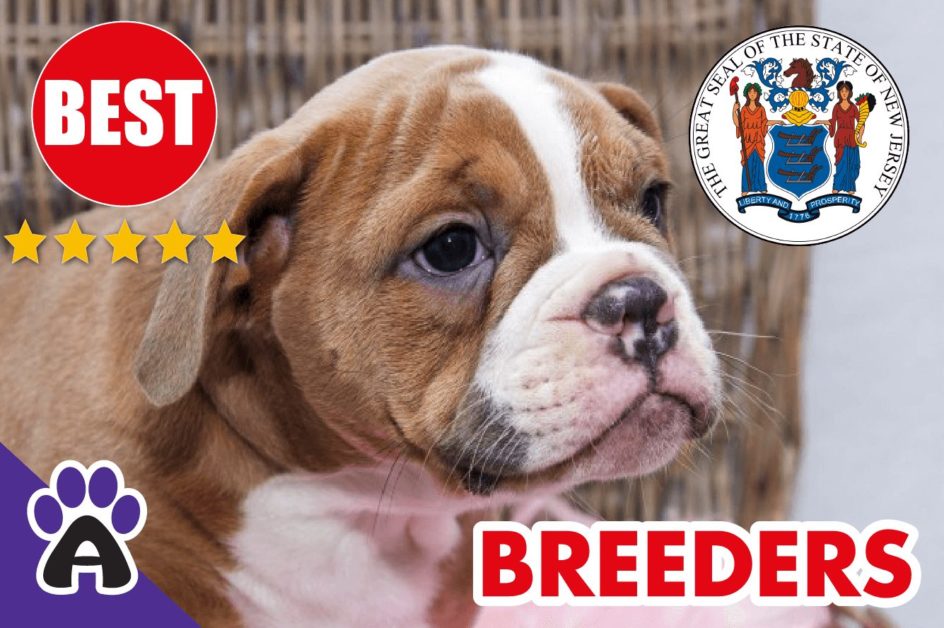 Best Reviewed American Bulldog Breeders In New Jersey-2023 | American Bulldog Puppies For Sale in NJ