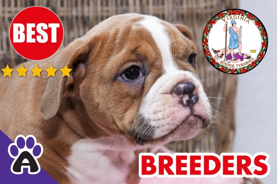 Best Reviewed American Bulldog Breeders In Virginia-2024 | American Bulldog Puppies For Sale in VA