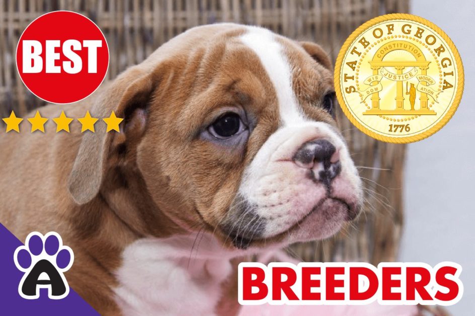Best Reviewed American Bulldog Breeders In Georgia-2024 | American Bulldog Puppies For Sale in GA