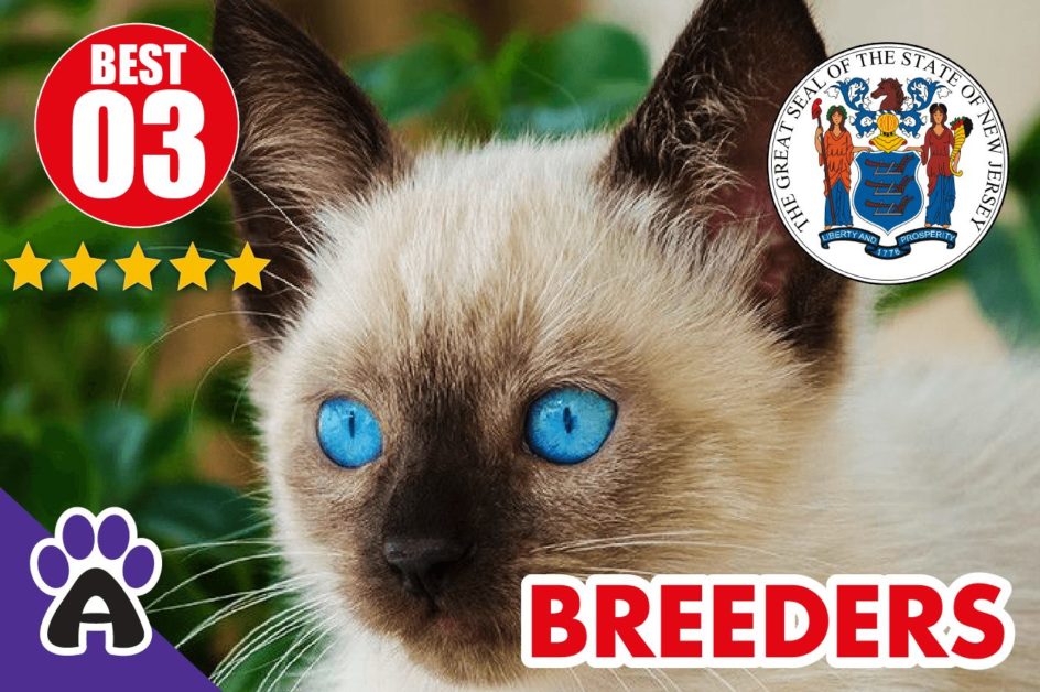 3 Best Reviewed Siamese Breeders In New Jersey-2023 | Siamese Kittens For Sale in NJ