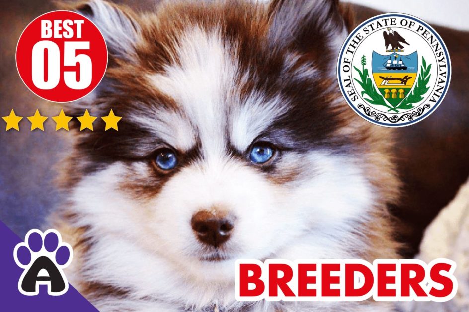 5 Best Reviewed Pomsky Breeders In Pennsylvania 2021 | Pomsky Puppies For Sale in PA