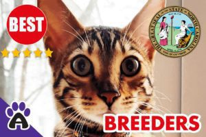 Best Reviewed Toyger Breeders In North Carolina-2024 | Toyger Kittens For Sale in NC