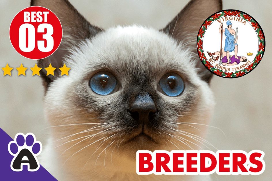 3 Best Reviewed Siamese Breeders In Virginia 2022 | Siamese Kittens For Sale in VA