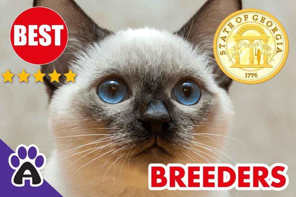 Best Reviewed Siamese Breeders In Georgia | Siamese Kittens For Sale in GA