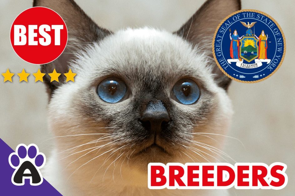 Best Reviewed Siamese Breeders In New York 2022 | Siamese Kittens For Sale in NY