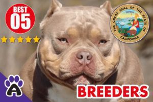 5 Best Reviewed American Bully Breeders In California-2024 | American Bully Puppies For Sale in CA