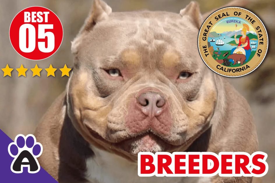 5 Best Reviewed American Bully Breeders In California 2022 | American Bully Puppies For Sale in CA