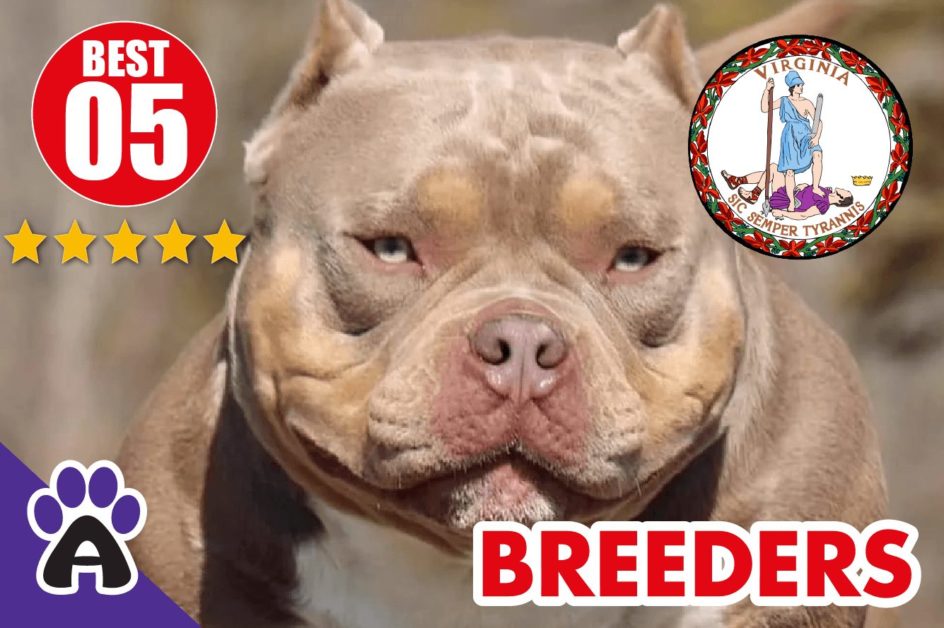 5 Best Reviewed American Bully Breeders In Virginia 2022 | American Bully Puppies For Sale in VA