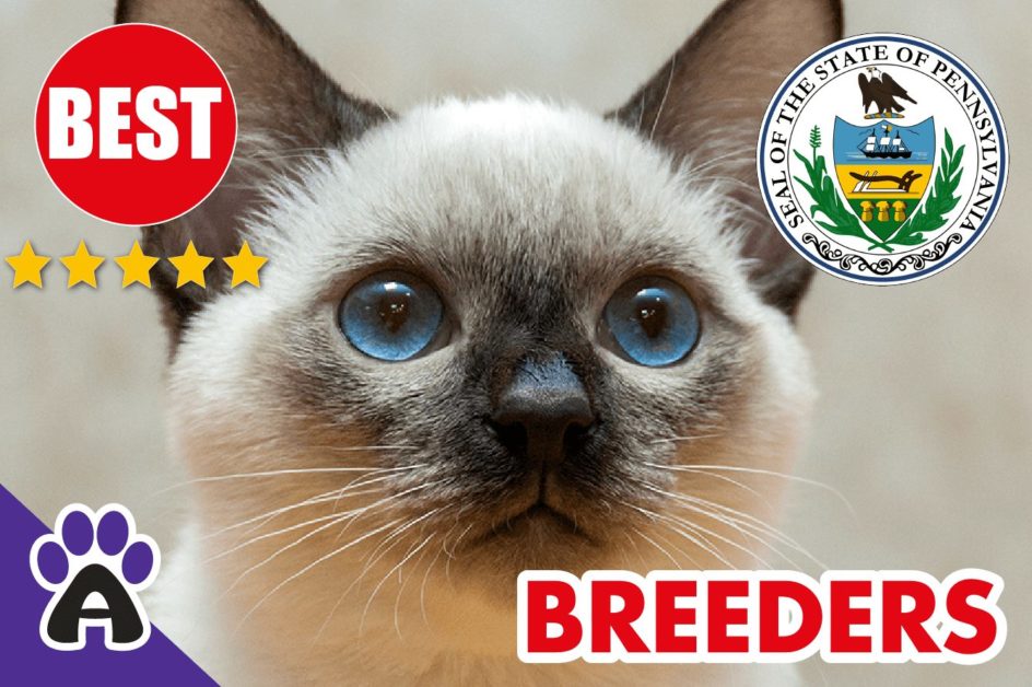 Best 3 Reviewed Siamese Breeders In Pennsylvania-2024 | Siamese Kittens For Sale in PA