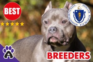 3 Best Reviewed American Bully Breeders In Massachusetts-2024 | American Bully Puppies For Sale in MA