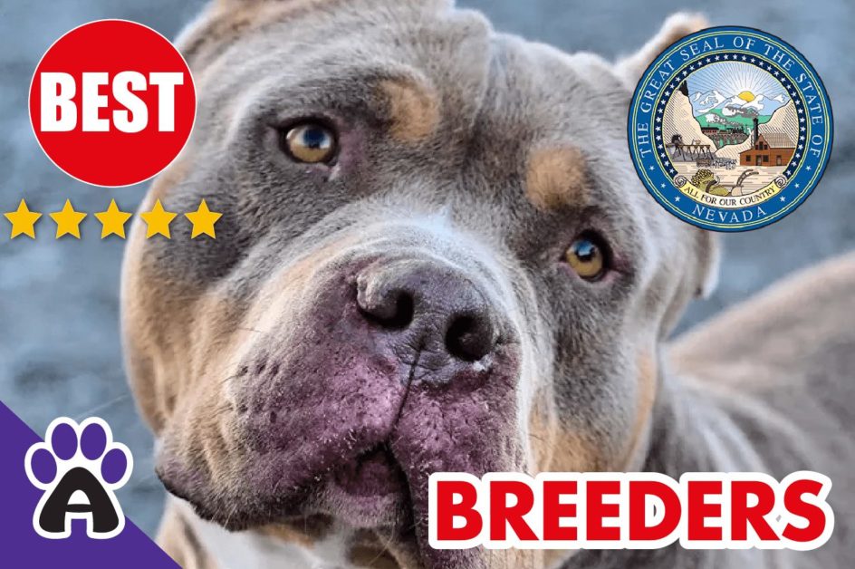 Best Reviewed American Bully Breeders In Nevada-2023 | American Bully Puppies For Sale in NV