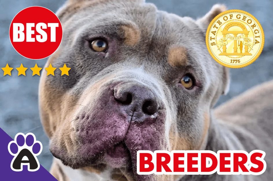 Best Reviewed American Bully Breeders In Georgia 2022 | American Bully Puppies For Sale in GA