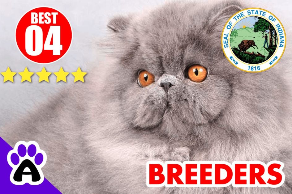 Best 4 Persian Breeders In Indian-2024 | Persian Kittens For Sale In IN