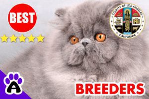 Best Persian Breeders In Los Angeles-2023 | Persian Kittens For Sale In LA