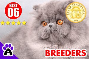 Best 6 Persian Breeders In Georgia 2022 | Persian Kittens For Sale In GA