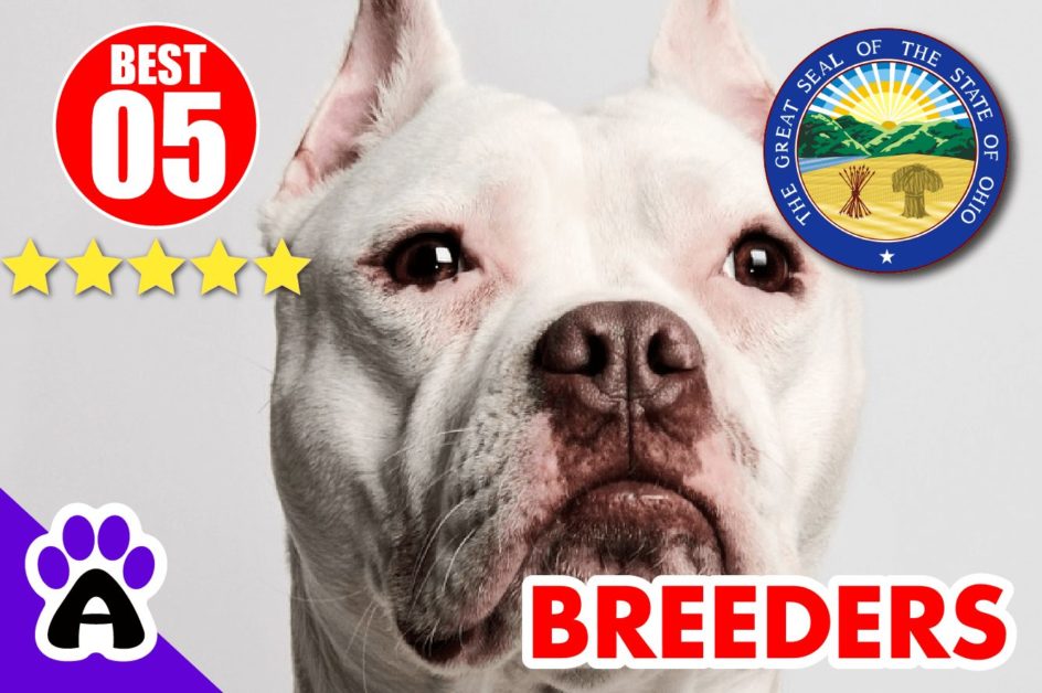 5 Best Pitbull Breeders In Ohio 2022 | Pitbull Puppies For Sale OH