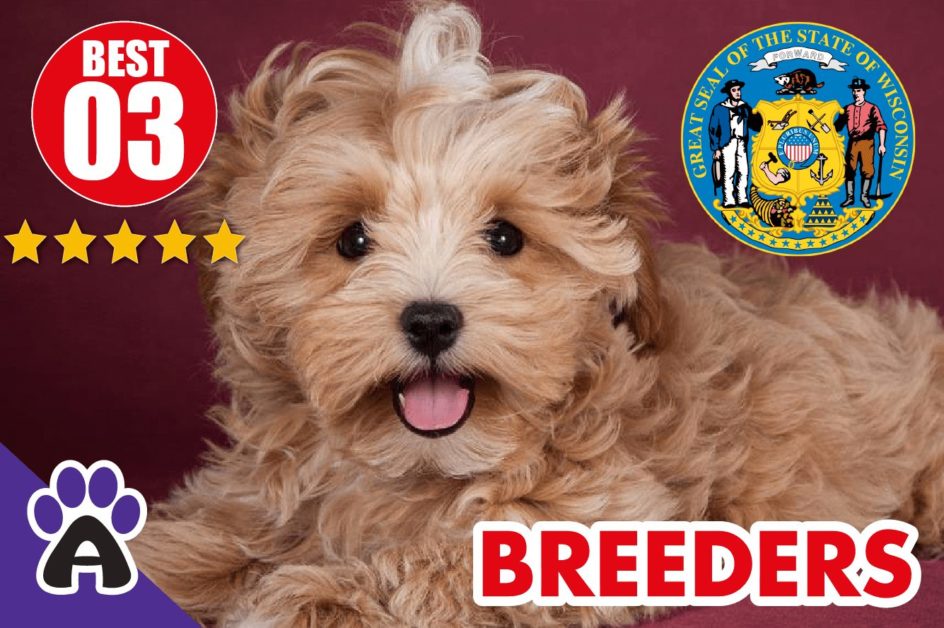 3 Best Reviewed Morkie Breeders In Wisconsin 2021 | Morkie Puppies For Sale in WI