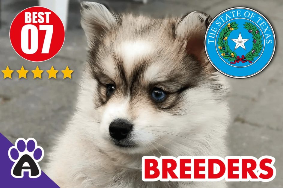 7 Best Reviewed Pomsky Breeders In Texas-2023 | Pomsky Puppies For Sale in TX