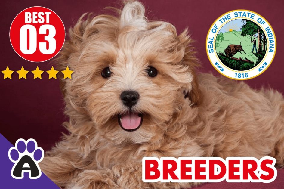 3 Best Reviewed Morkie Breeders In Indiana 2021 | Morkie Puppies For Sale in IN