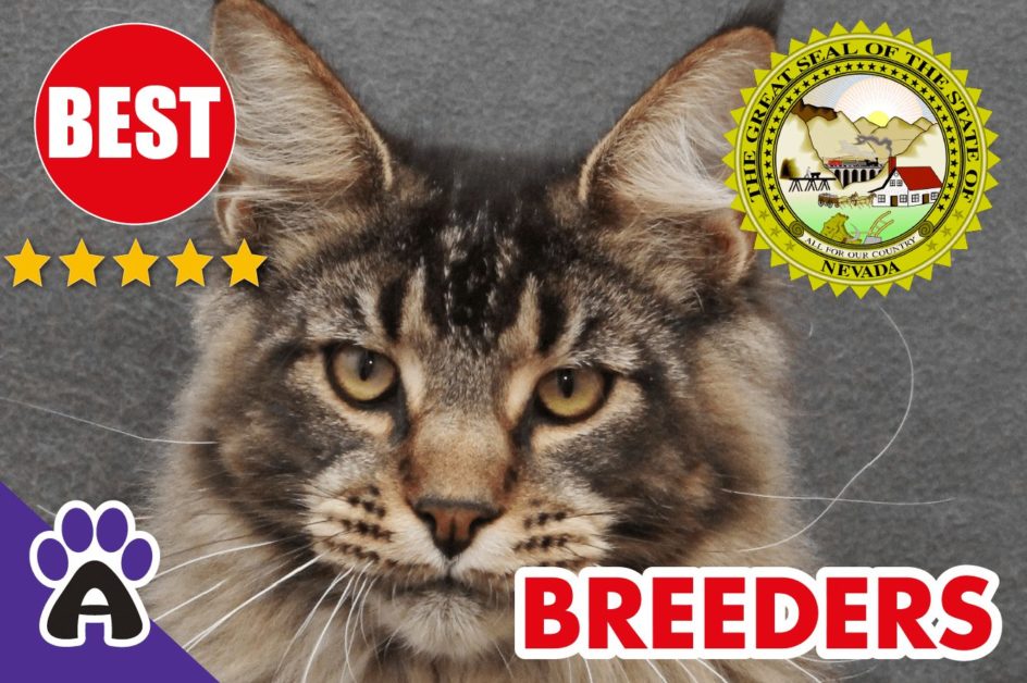 Best Reviewed Maine Coon Breeders In Nevada 2021 | Maine Coon Kittens For Sale in NV