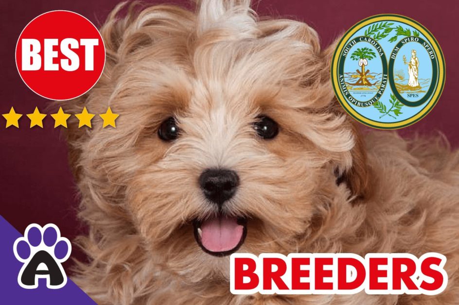 Best Reviewed Morkie Breeders In South Carolina 2021 | Morkie Puppies For Sale in SC
