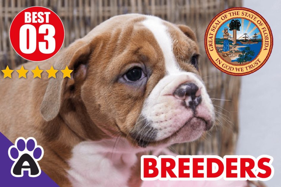 Best 3 Reviewed American Bulldog Breeders In Florida-2024 | American Bulldog Puppies For Sale in FL