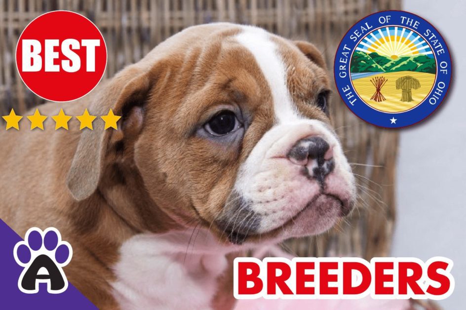 Best Reviewed American Bulldog Breeders In Ohio-2024 | American Bulldog Puppies For Sale in OH