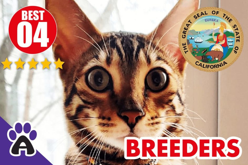 4 Best Reviewed Toyger Breeders In California-2024 | Toyger Kittens For Sale in CA