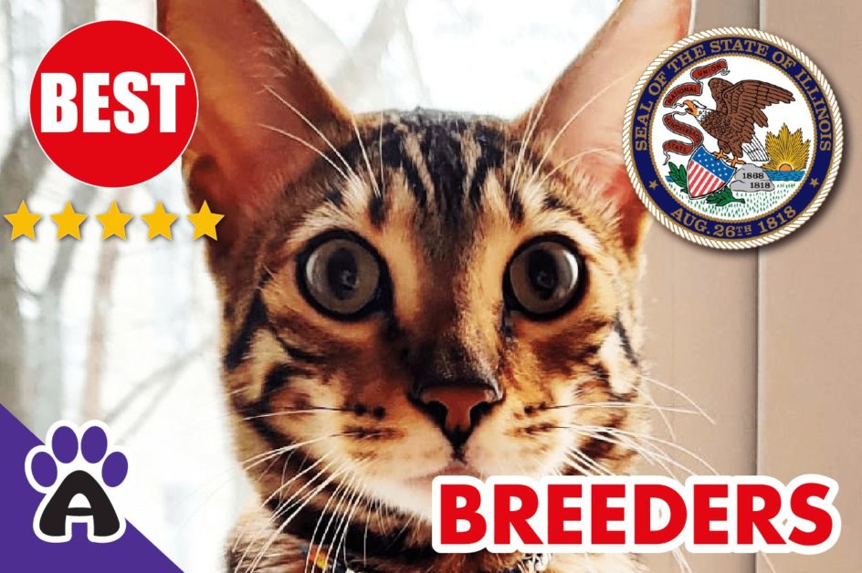 Best Reviewed Toyger Breeders In Illinois-2024 | Toyger Kittens For Sale in IL