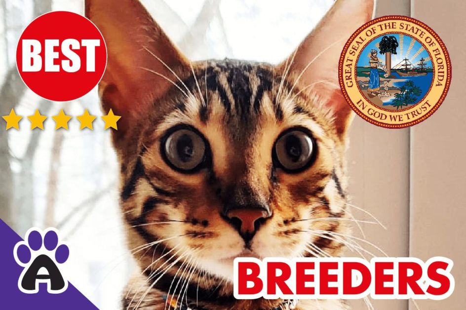Best Reviewed Toyger Breeders In Florida-2024 | Toyger Kittens For Sale in FL