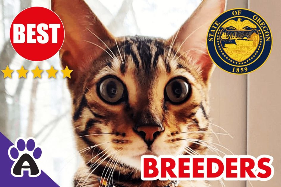 Best Reviewed Toyger Breeders In Oregon-2024 | Toyger Kittens For Sale in OR