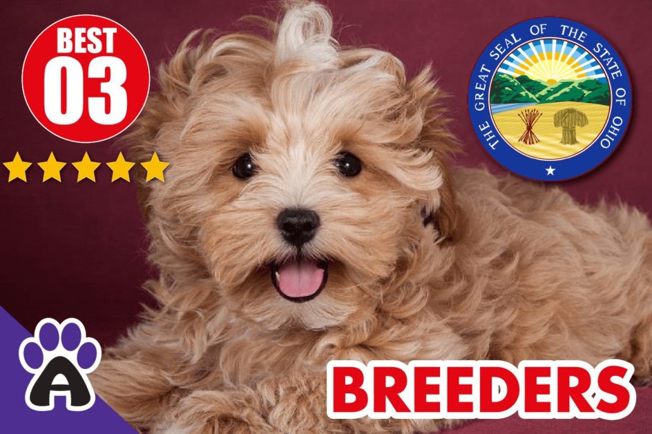 3 Best Reviewed Morkie Breeders In Ohio 2021 | Morkie Puppies For Sale in OH