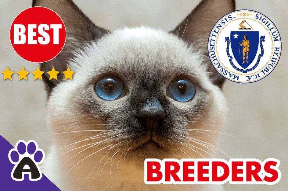 Best Reviewed Siamese Breeders In Massachusetts 2022 | Siamese Kittens For Sale in MA