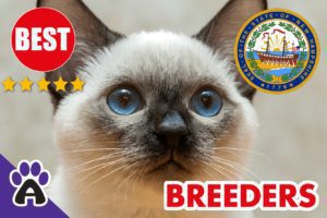 Best Reviewed Siamese Breeders In New Hampshire-2024 | Siamese Kittens For Sale in NH