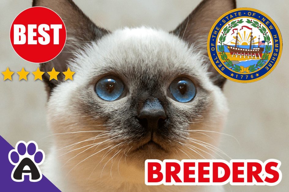 Best Reviewed Siamese Breeders In New Hampshire-2023 | Siamese Kittens For Sale in NH