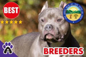 3 Best Reviewed American Bully Breeders In Ohio-2024 | American Bully Puppies For Sale in OH